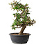 Elaeagnus, 37 cm, ± 12 years old