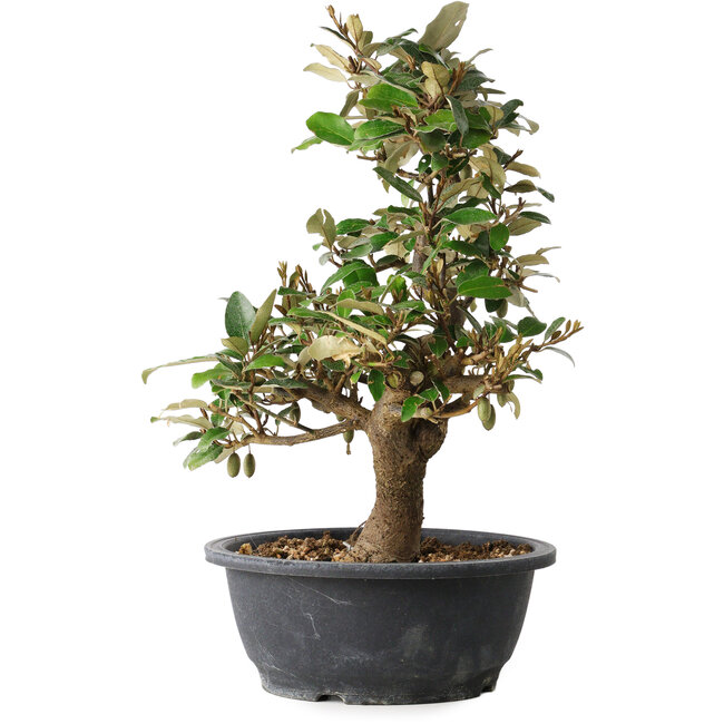 Elaeagnus, 37 cm, ± 12 anni