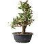 Elaeagnus, 37 cm, ± 12 years old