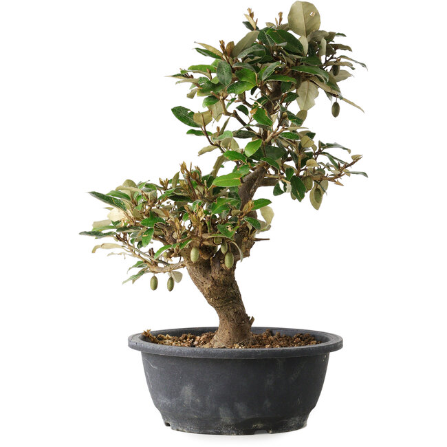 Elaeagnus, 37 cm, ± 12 years old