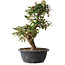 Elaeagnus, 37 cm, ± 12 years old