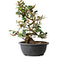 Elaeagnus, 33,5 cm, ± 12 jaar oud