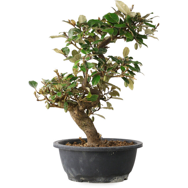 Elaeagnus, 37 cm, ± 12 Jahre alt