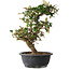 Elaeagnus, 37 cm, ± 12 years old