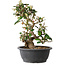 Elaeagnus, 33,5 cm, ± 12 jaar oud