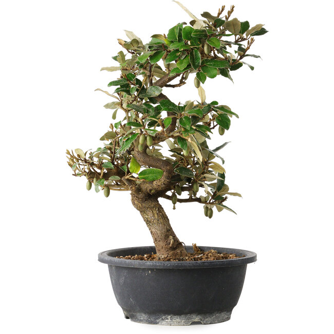 Elaeagnus, 37 cm, ± 12 Jahre alt