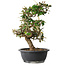Elaeagnus, 37 cm, ± 12 years old