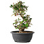 Elaeagnus, 33,5 cm, ± 12 jaar oud