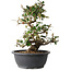 Elaeagnus, 33,5 cm, ± 12 jaar oud