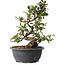 Elaeagnus, 33,5 cm, ± 12 jaar oud