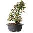 Elaeagnus, 33,5 cm, ± 12 jaar oud