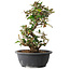 Elaeagnus, 33,5 cm, ± 12 jaar oud