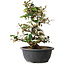 Elaeagnus, 33,5 cm, ± 12 jaar oud