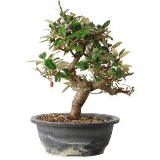 Elaeagnus, 28,5 cm, ± 12 jaar oud
