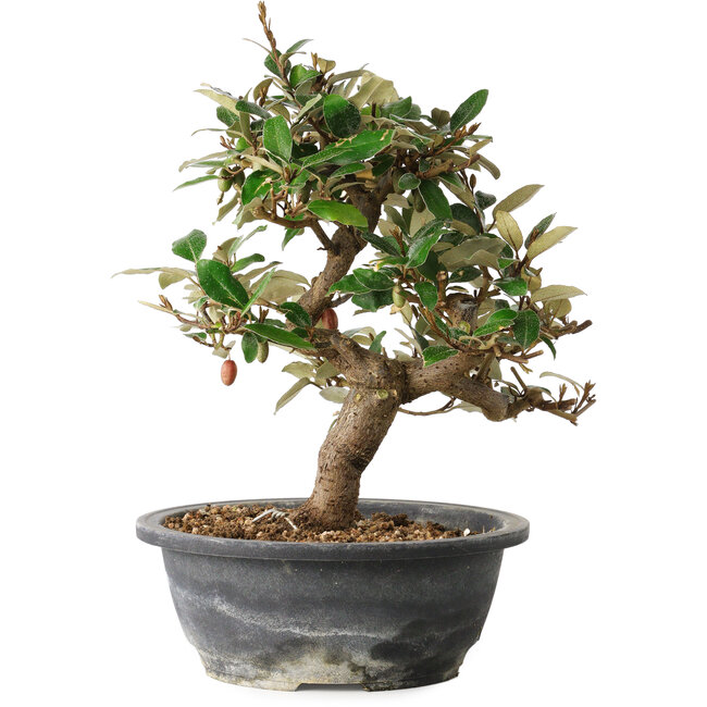 Elaeagnus, 28,5 cm, ± 12 jaar oud