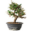 Elaeagnus, 28,5 cm, ± 12 jaar oud