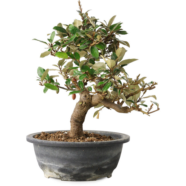 Elaeagnus, 28,5 cm, ± 12 years old