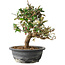 Elaeagnus, 28,5 cm, ± 12 jaar oud