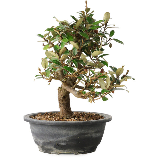 Elaeagnus, 28,5 cm, ± 12 years old
