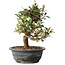 Elaeagnus, 28,5 cm, ± 12 jaar oud
