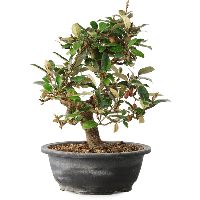 Elaeagnus, 28,5 cm, ± 12 years old