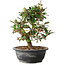 Elaeagnus, 28,5 cm, ± 12 jaar oud