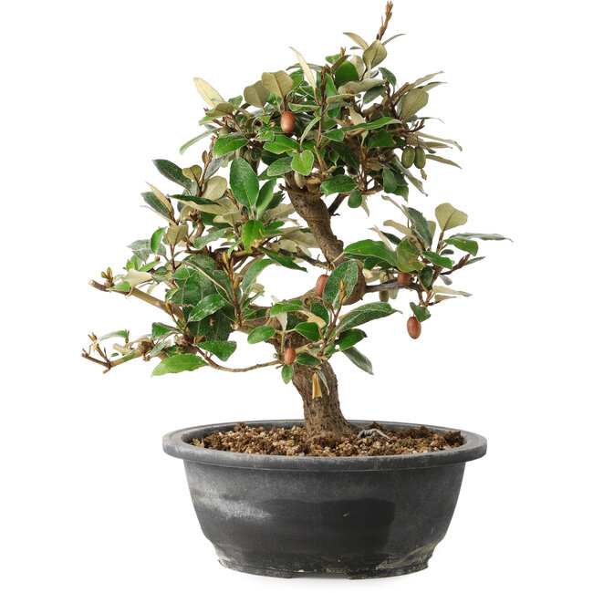 Elaeagnus, 28,5 cm, ± 12 ans