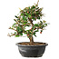 Elaeagnus, 28,5 cm, ± 12 jaar oud