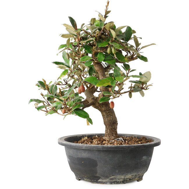 Elaeagnus, 28,5 cm, ± 12 anni