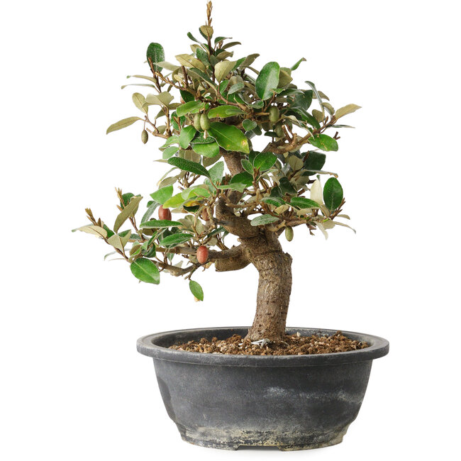Elaeagnus, 28,5 cm, ± 12 ans