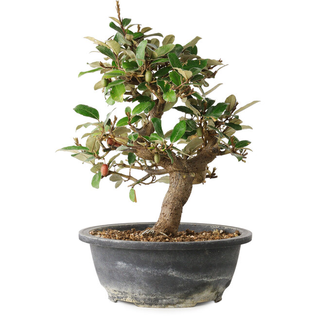 Elaeagnus, 28,5 cm, ± 12 años