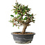 Elaeagnus, 28,5 cm, ± 12 jaar oud