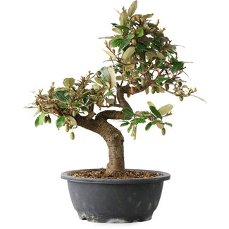 Elaeagnus, 33,5 cm, ± 12 jaar oud