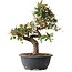 Elaeagnus, 33,5 cm, ± 12 years old