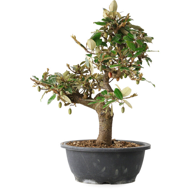 Elaeagnus, 33,5 cm, ± 12 Jahre alt