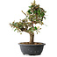 Elaeagnus, 33,5 cm, ± 12 years old