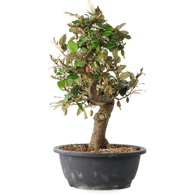Elaeagnus, 33,5 cm, ± 12 años