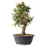 Elaeagnus, 33,5 cm, ± 12 years old