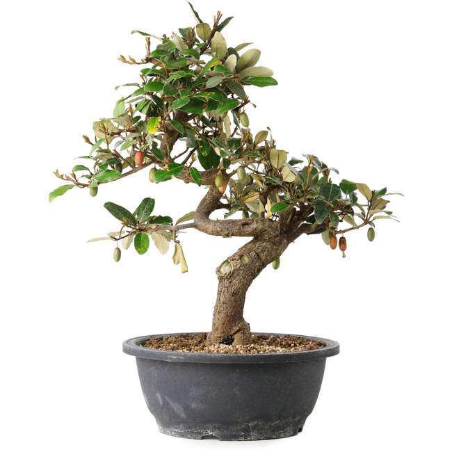 Elaeagnus, 33,5 cm, ± 12 Jahre alt