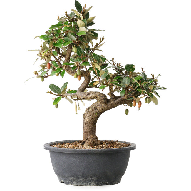 Elaeagnus, 33,5 cm, ± 12 jaar oud
