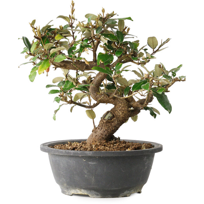Elaeagnus, 24,5 cm, ± 12 Jahre alt