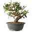 Elaeagnus, 24,5 cm, ± 12 ans