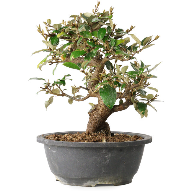 Elaeagnus, 24,5 cm, ± 12 jaar oud