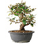 Elaeagnus, 24,5 cm, ± 12 years old
