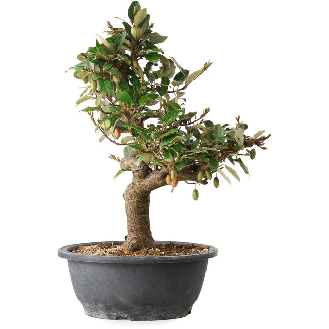 Elaeagnus, 33,5 cm, ± 12 Jahre alt