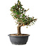 Elaeagnus, 33,5 cm, ± 12 years old