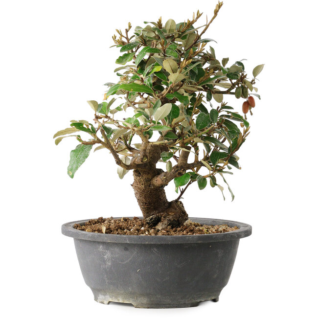 Elaeagnus, 24,5 cm, ± 12 years old