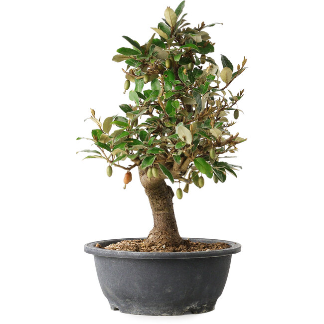 Elaeagnus, 33,5 cm, ± 12 años