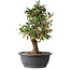 Elaeagnus, 33,5 cm, ± 12 years old