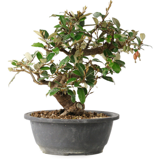 Elaeagnus, 24,5 cm, ± 12 anni